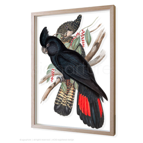 black-cockatoo 3D-framed perspex art