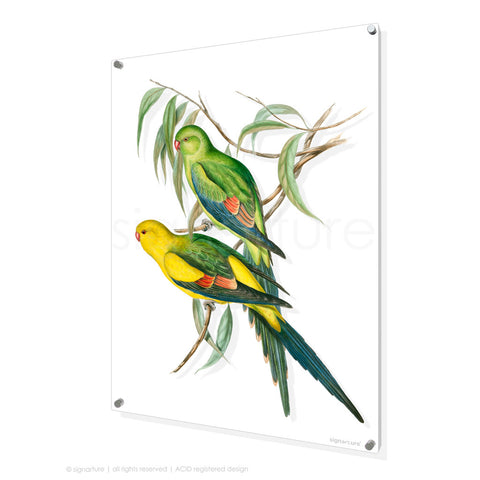 bird perspex art print regent-parrot