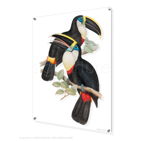 bird perspex art print toucan-II