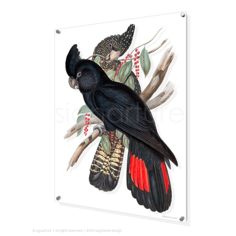 bird perspex art print black-cockatoo