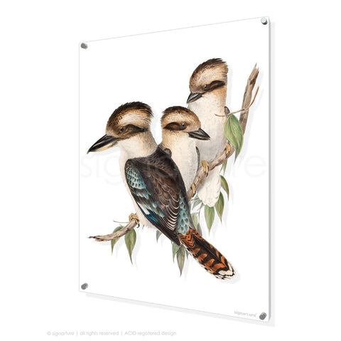 bird perspex art print kookaburra