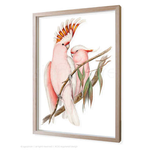 pink-cockatoo 3D-framed perspex art
