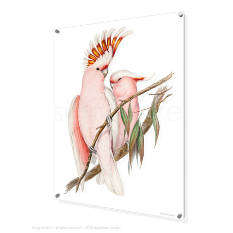 bird perspex art print pink-cockatoo