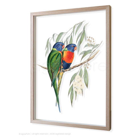 rainbow-lorikeet 3D-framed perspex art