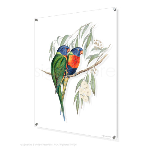 bird perspex art print rainbow-lorikeet