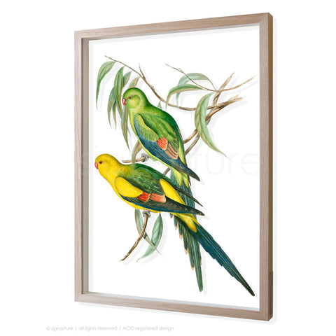 regent-parrot 3D-framed perspex art