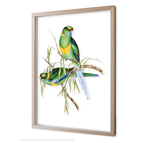 ringneck-parrot 3D-framed perspex art