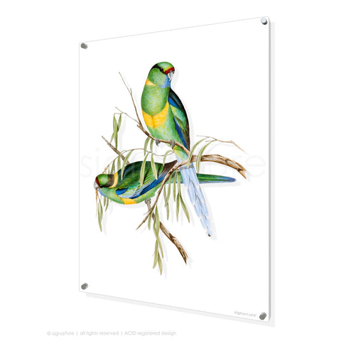 bird perspex art print ringneck-parrot