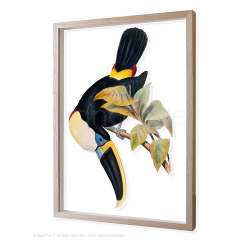 toucan-I 3D-framed perspex art