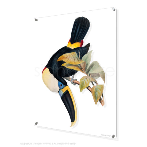 bird perspex art print toucan-I
