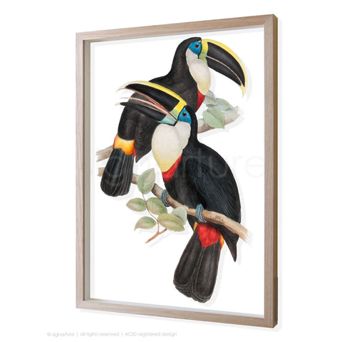 toucan-II 3D-framed perspex art