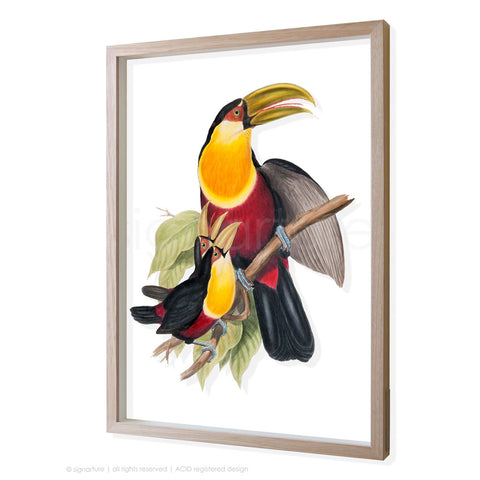 toucan-III 3D-framed perspex art
