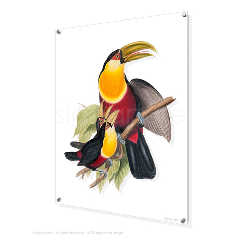 bird perspex art print toucan-III