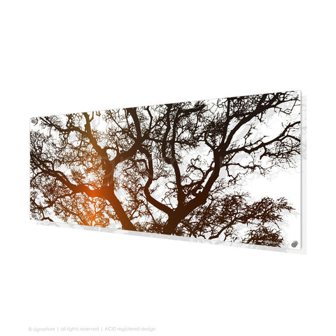 tree perspex art burrawang orange panoramic